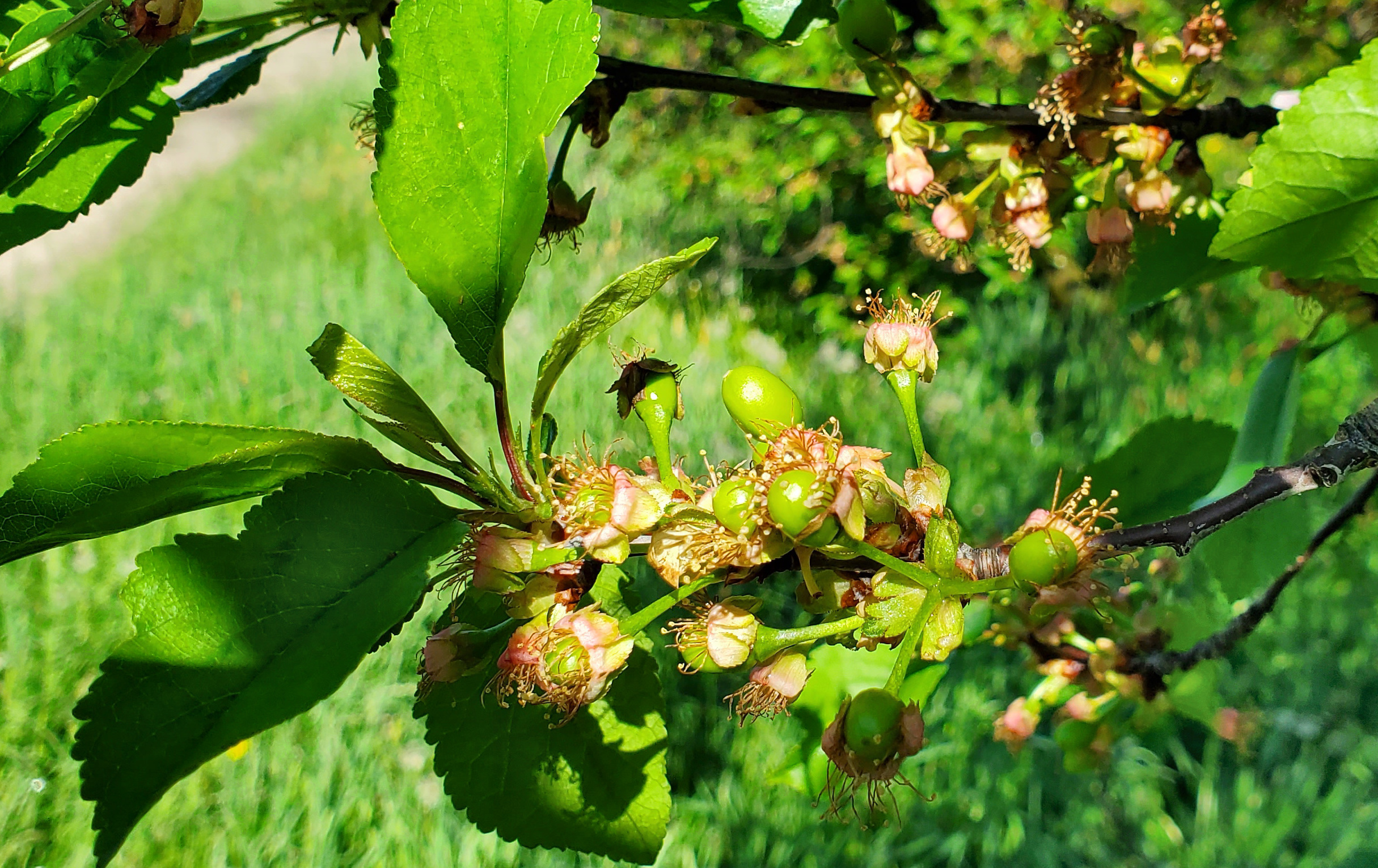 20220516_tart cherry